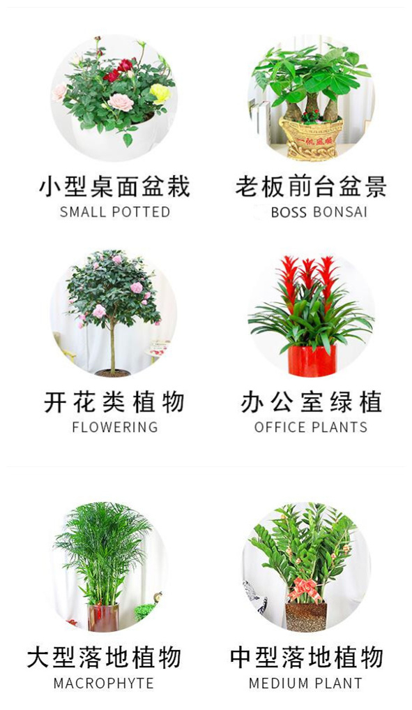 盆栽銷售